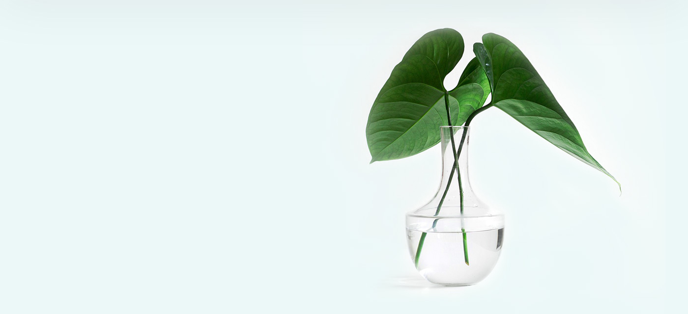 Best House Plants