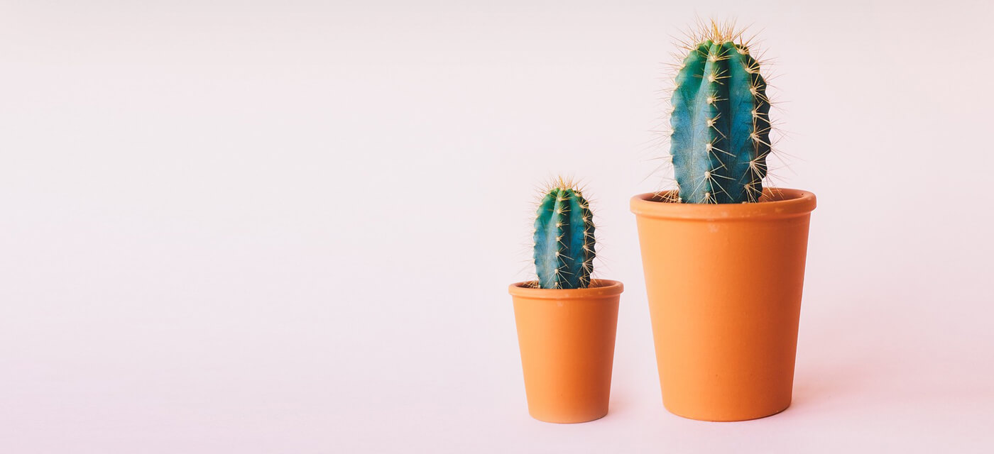 Best House Plants